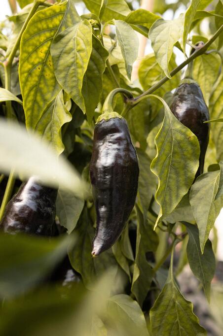 Vielfalt, die begeistert