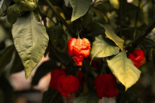 Eine bunte Vielfalt – unsere Chilis erzählen Geschichten